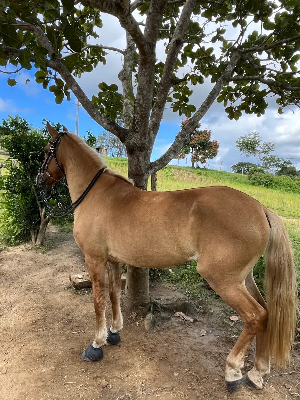 Cavalo Bacheiro - Foto 2