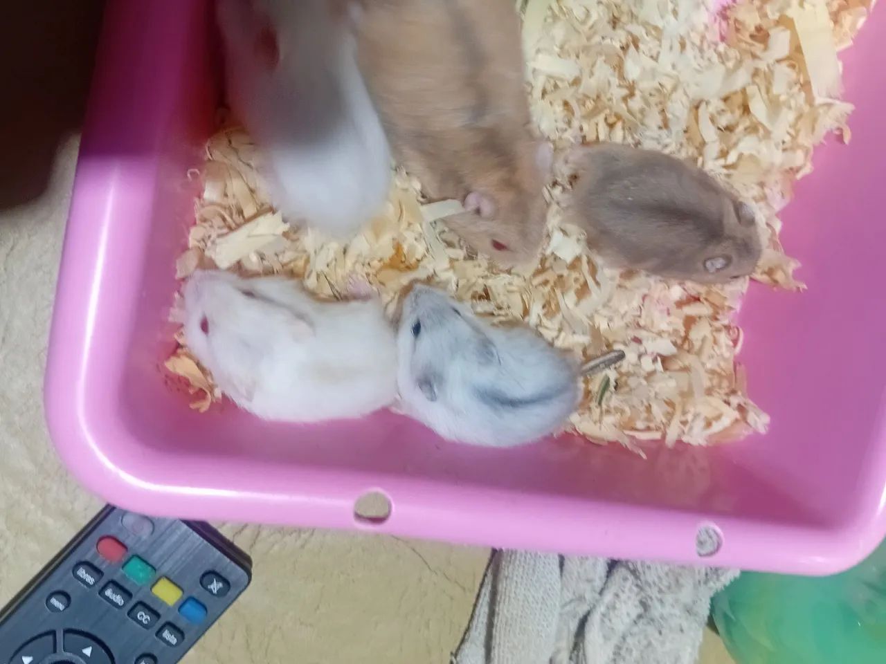 Filhotes de hamster anão russo - Foto 6