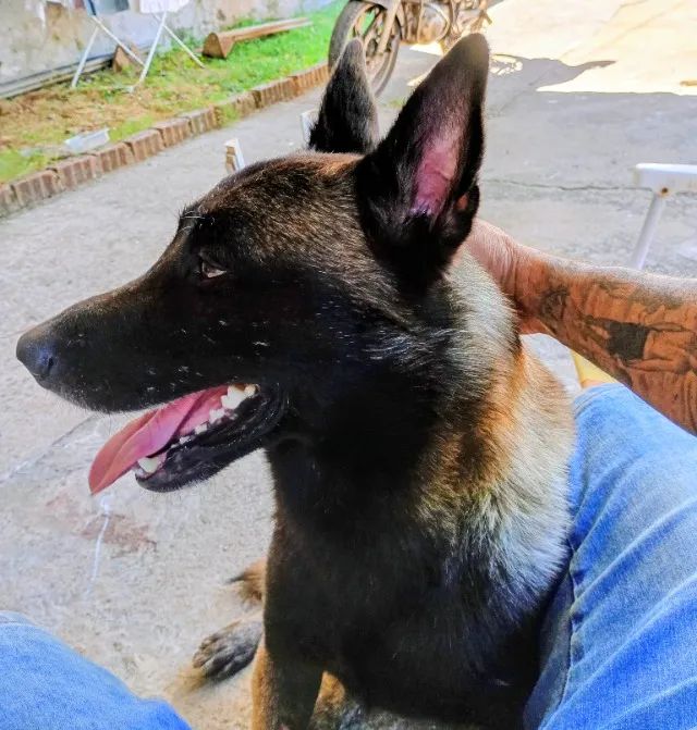 Cachorros - Foto 2