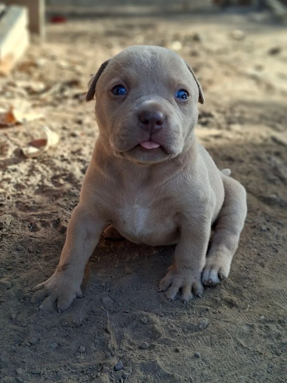 Pitmonster puro - Foto 3