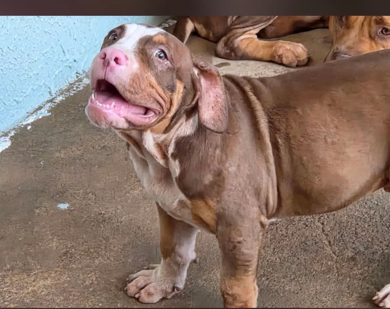 Pitbull Monster  - Foto 3