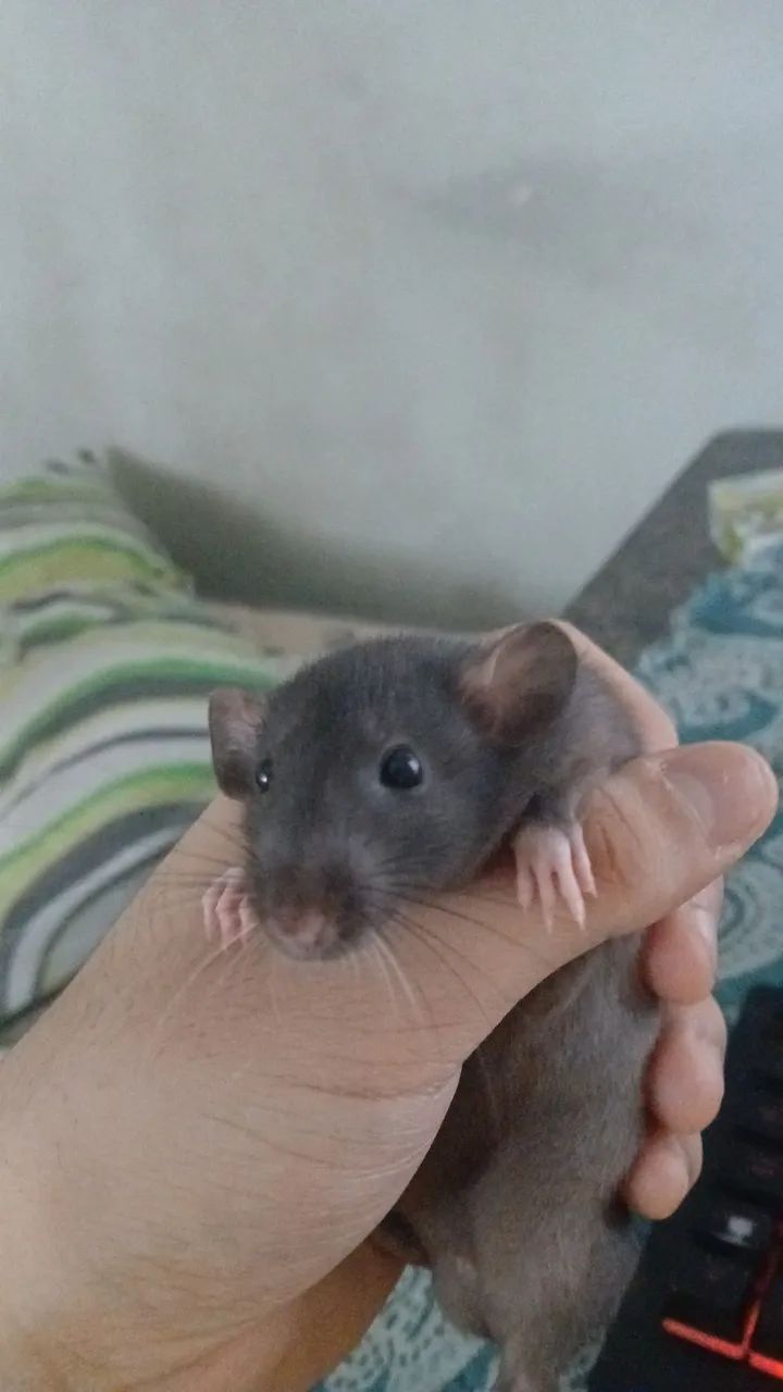 Rato twister macho para adoção - Foto 2