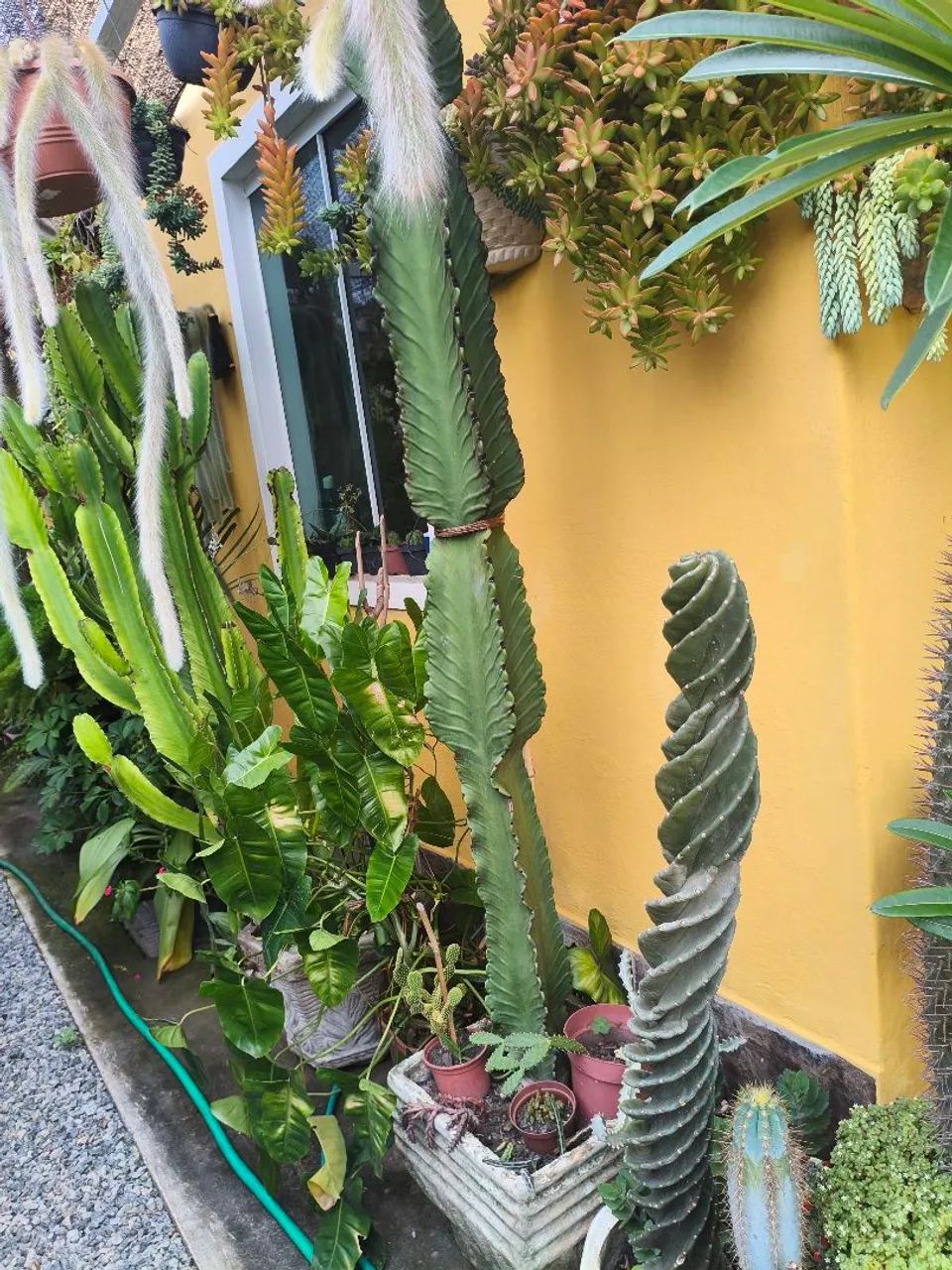 Planta saudável 