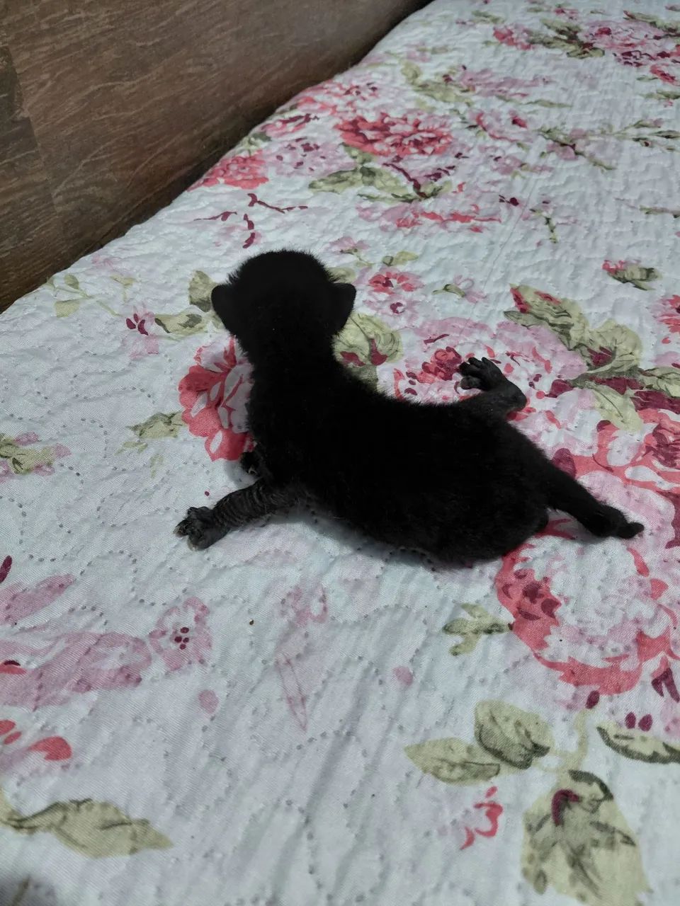 Gato