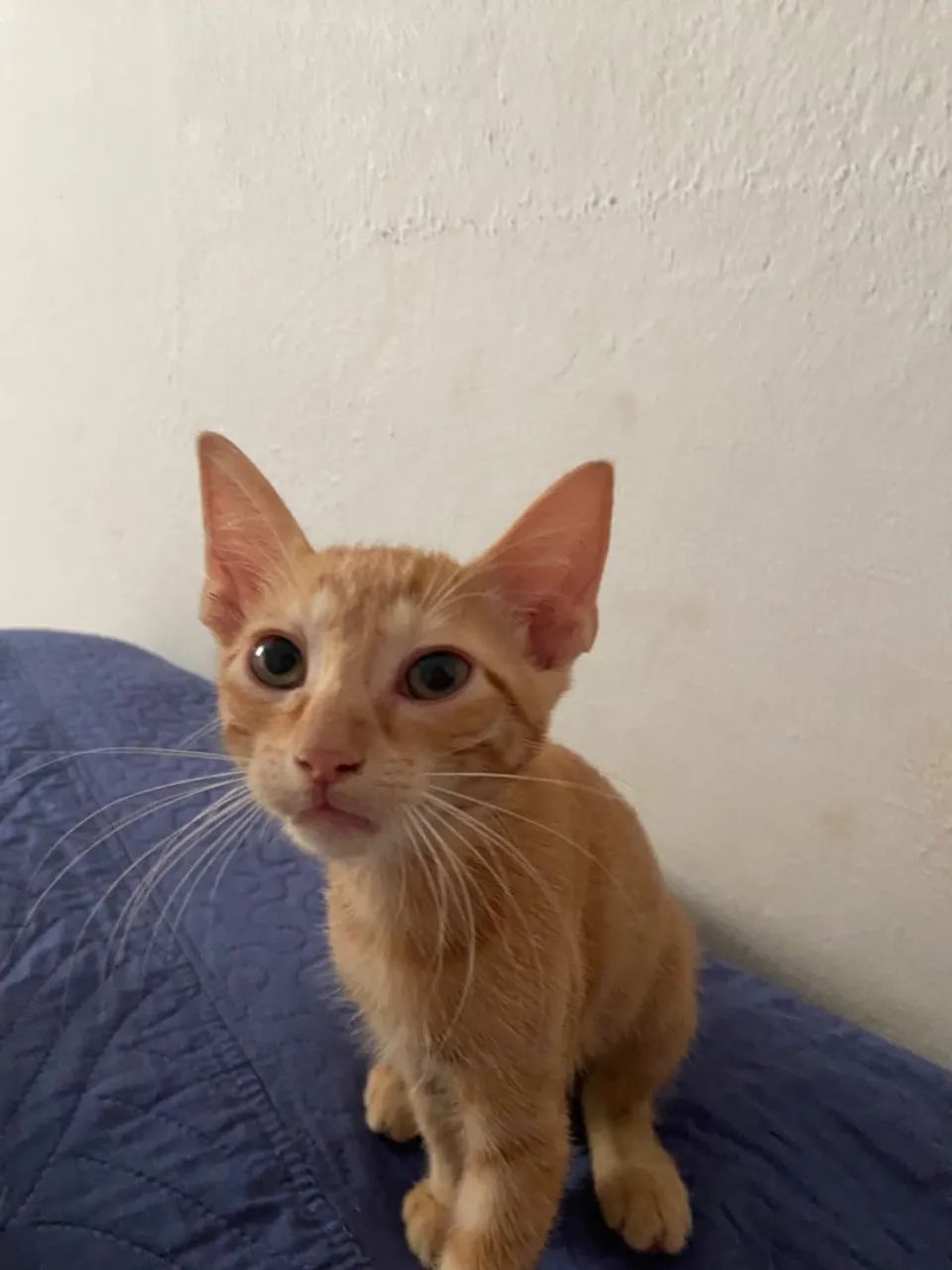 Doação  - Foto 2