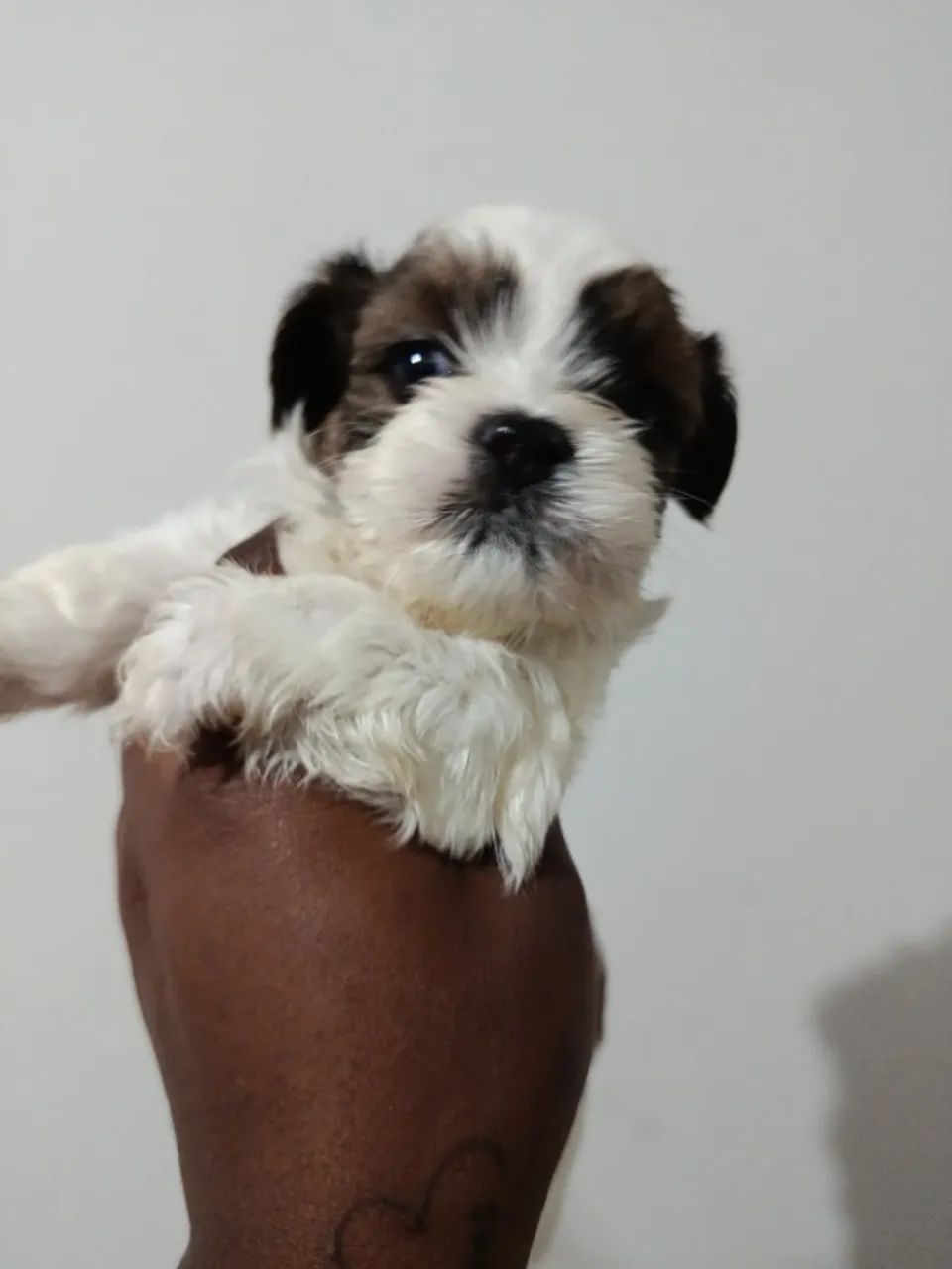 Cachorro  - Foto 5