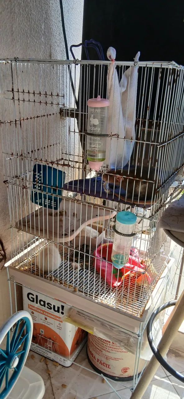 Gaiola para rato twister