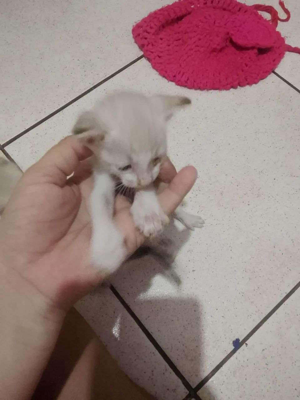 Estou doando esses lindos gatinhos  - Foto 3