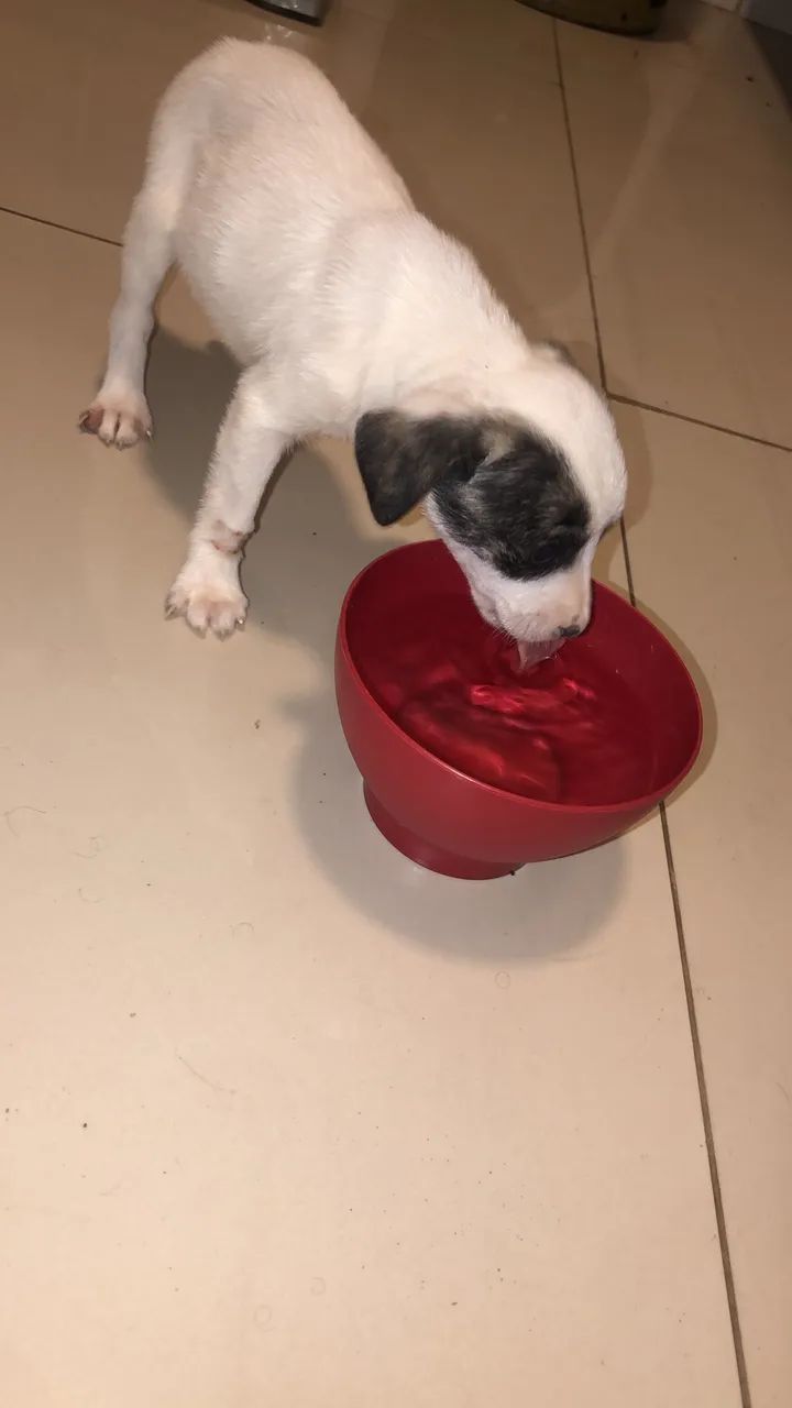 Doação de cachorrinha  - Foto 2