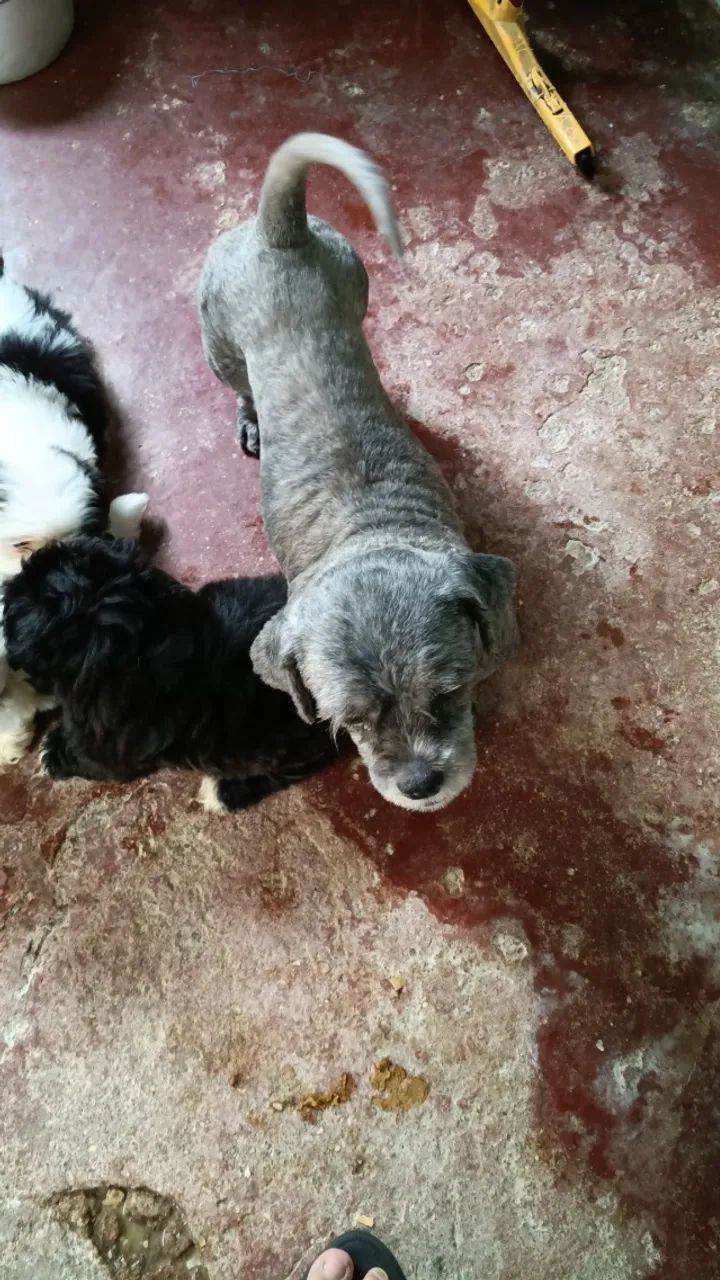 Vendas de shitiso  - Foto 2