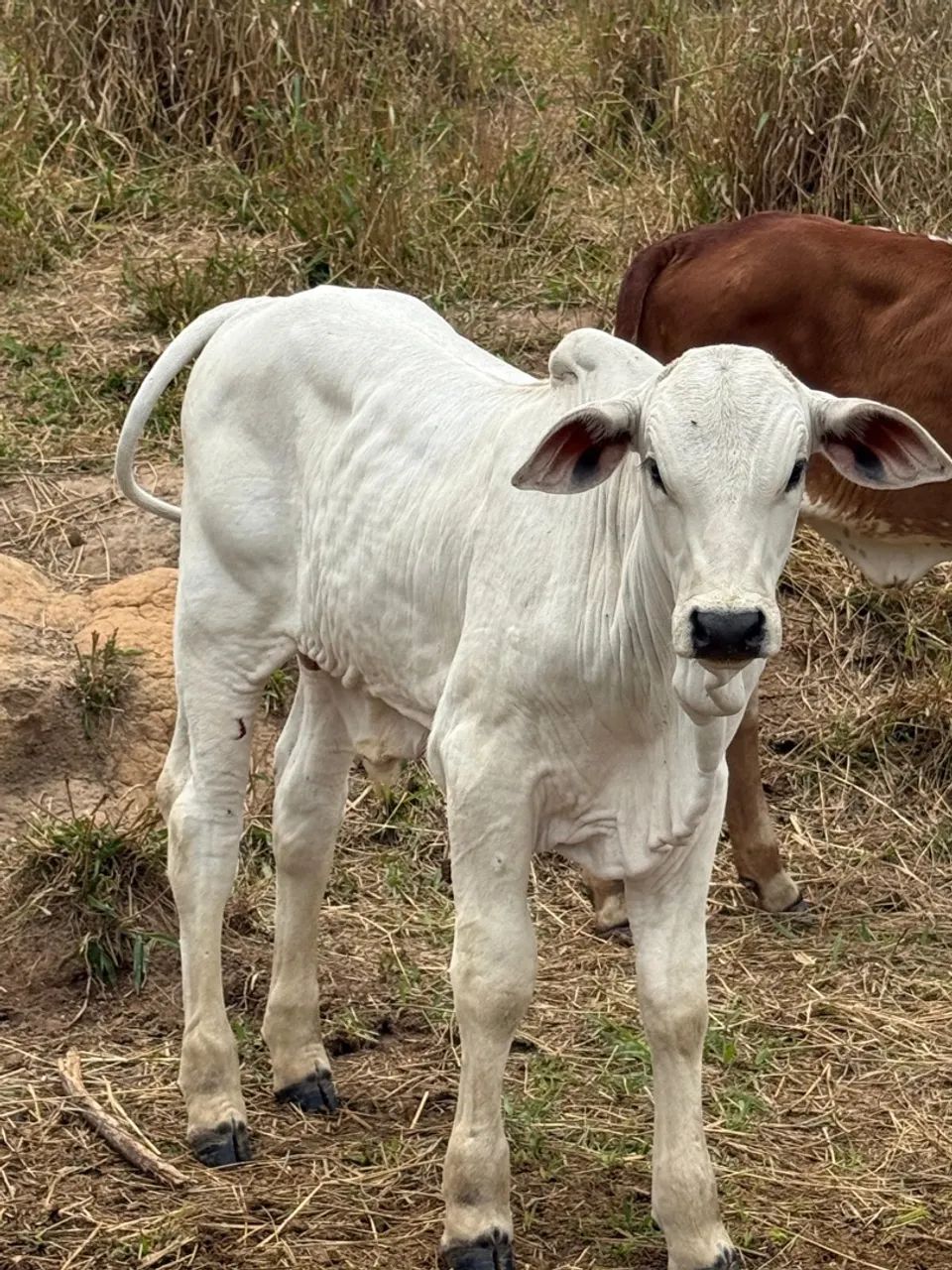 Bezerro Nelore P.O - Foto 2