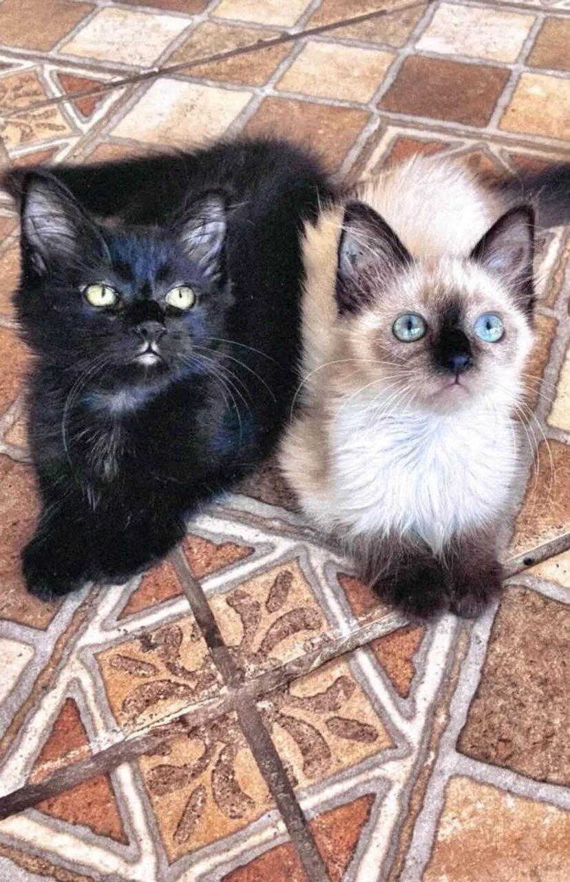 Filhotes de angorá negro - Foto 4