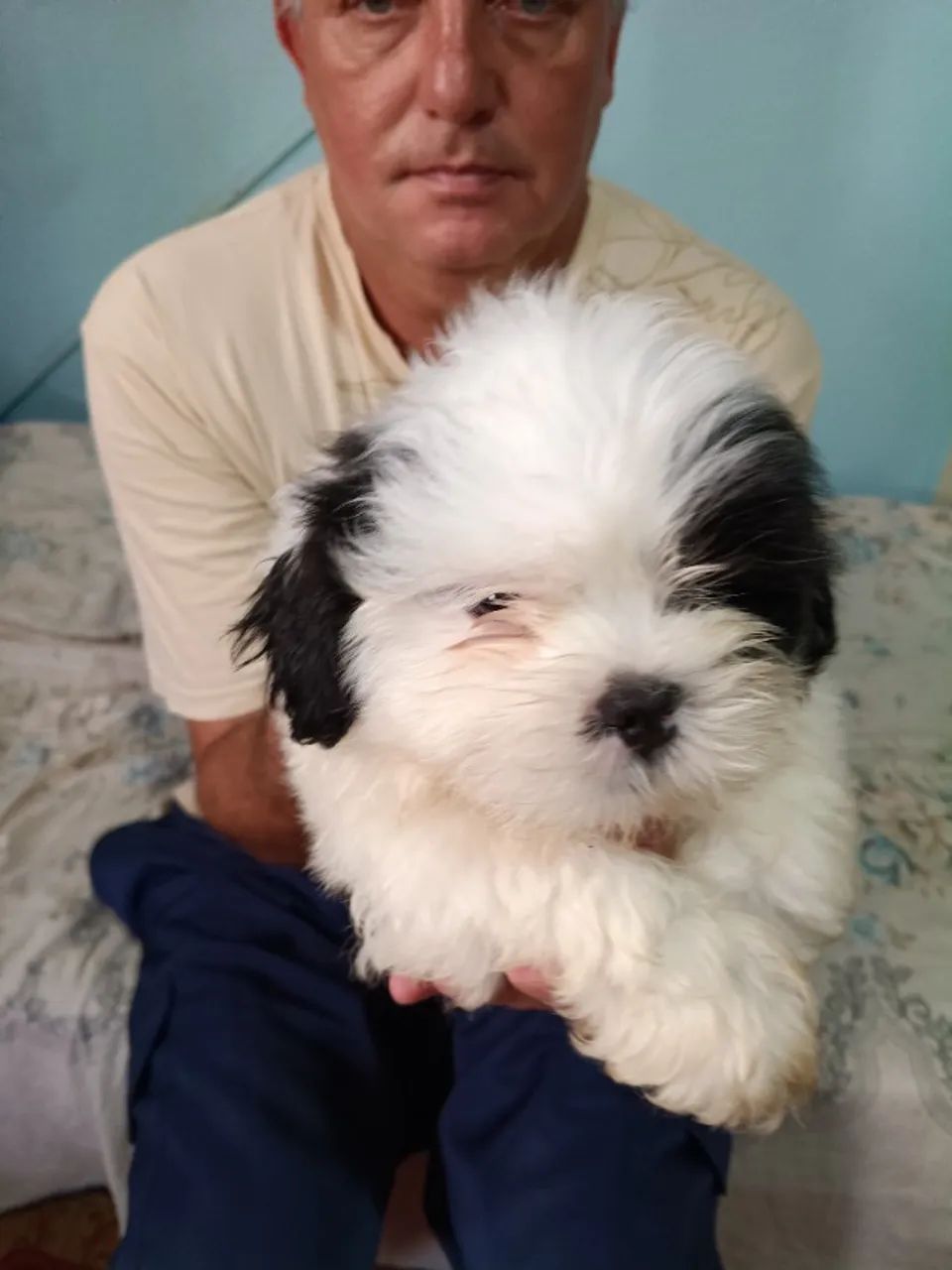 Vendas de shitiso  - Foto 4