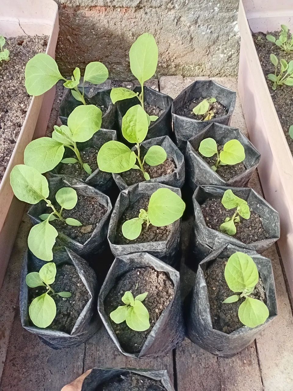 Mudas de Beringela - Foto 2