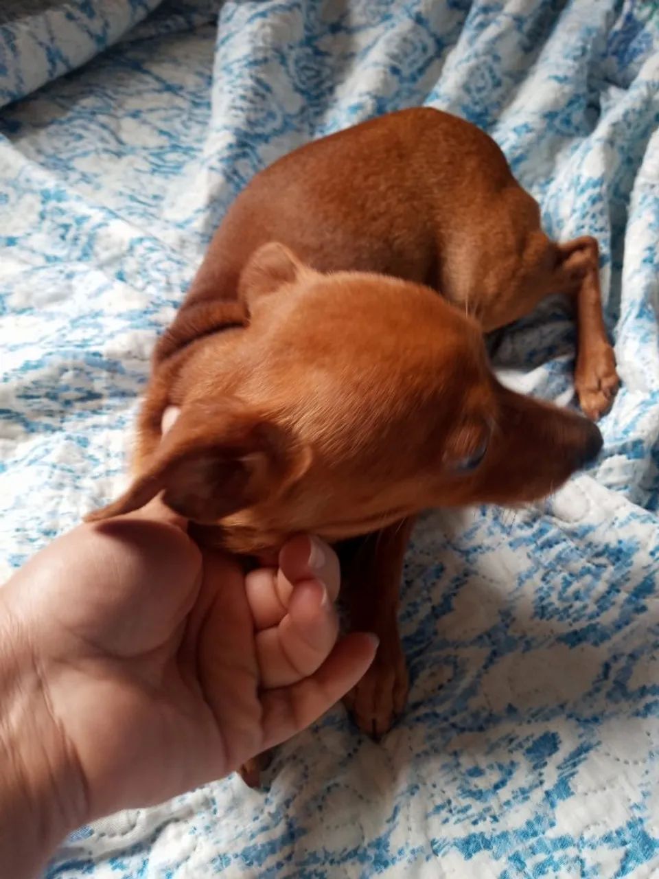 Pinscher  - Foto 2