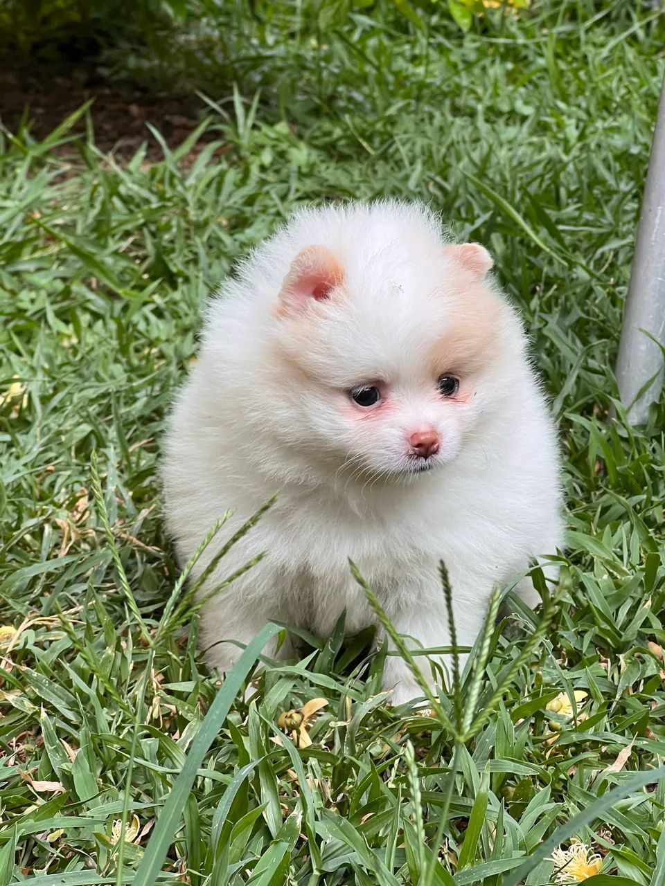 Spitz alemão anão 