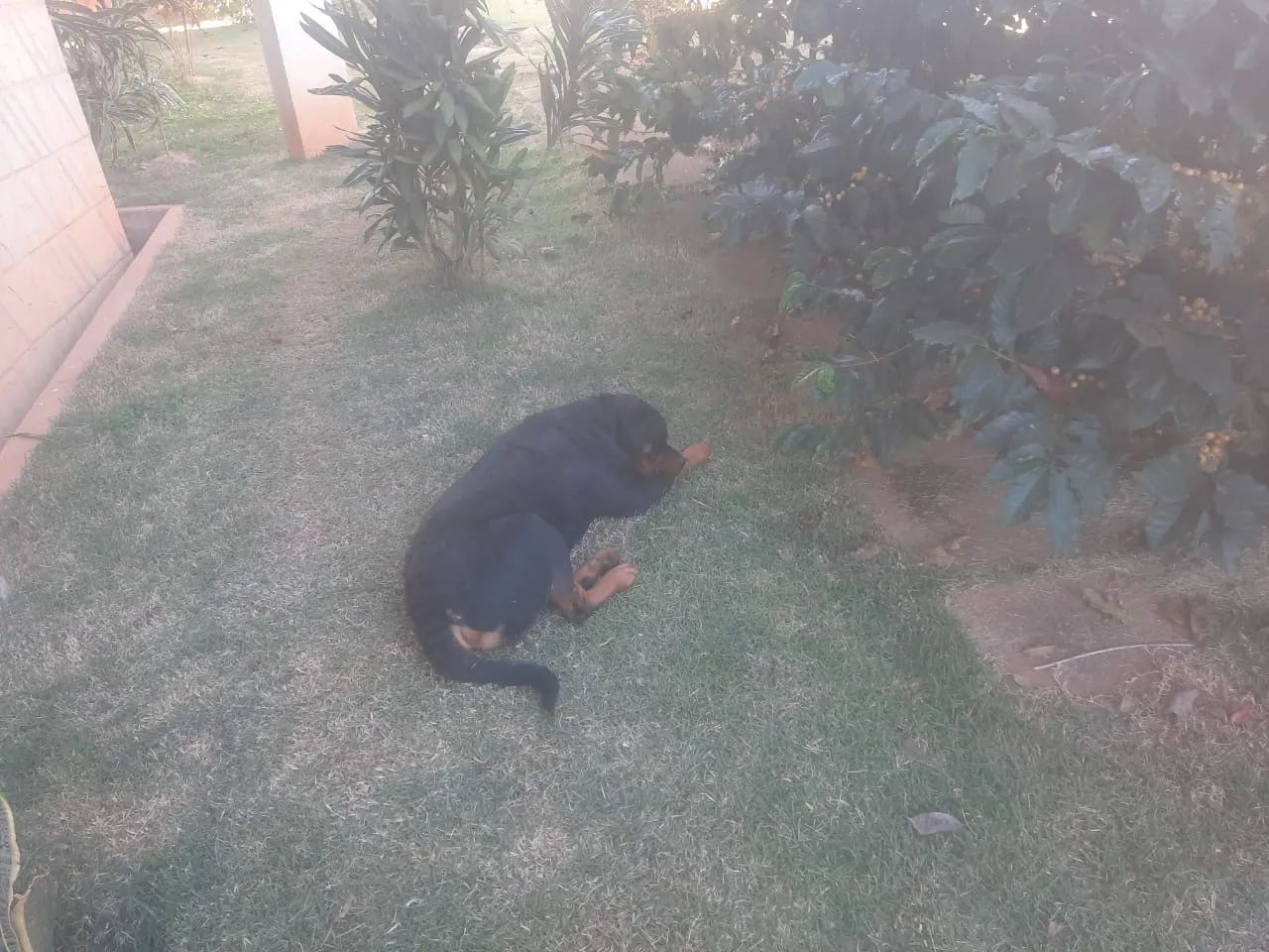 Doação de Rottweiler  - Foto 2