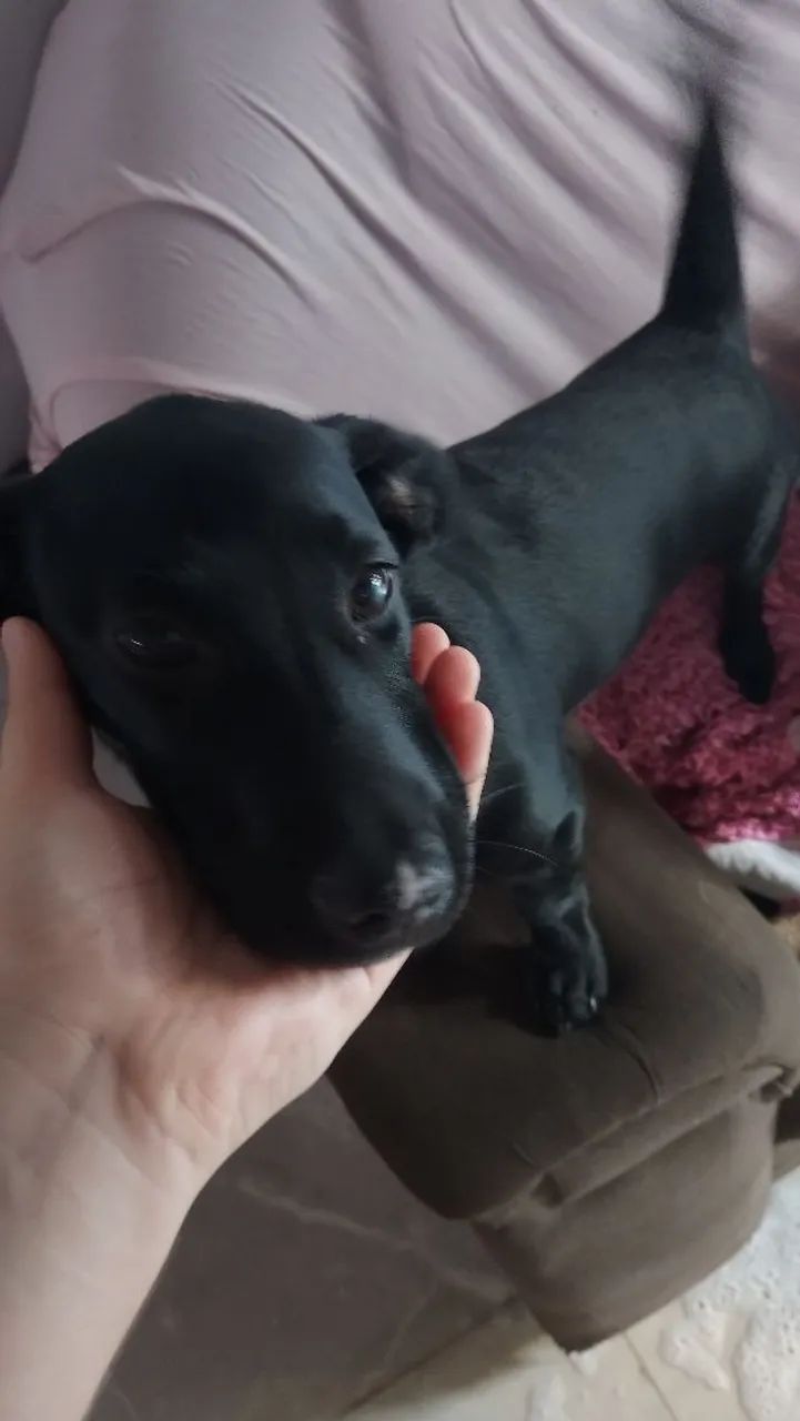 Doação de cachorrinha  - Foto 4