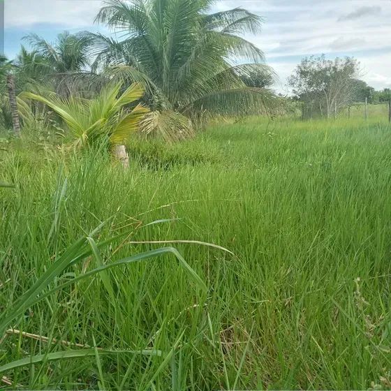 Granja com 7 hectares em monte alegre - Foto 5
