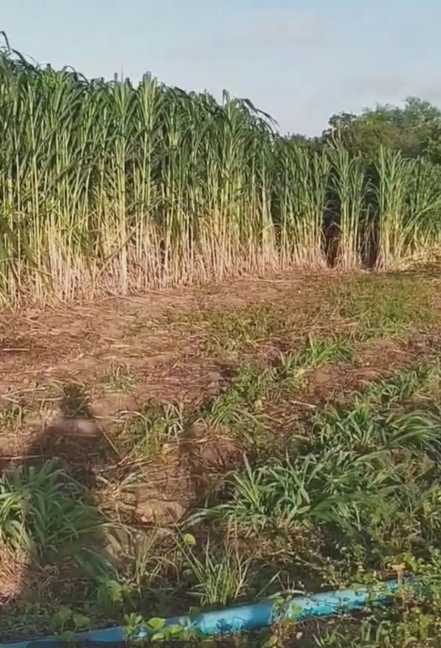 REI DO CAPIAÇU VENDE GEMAS E MUDAS COM ENTREGA GRATIS EM ARACAJU 