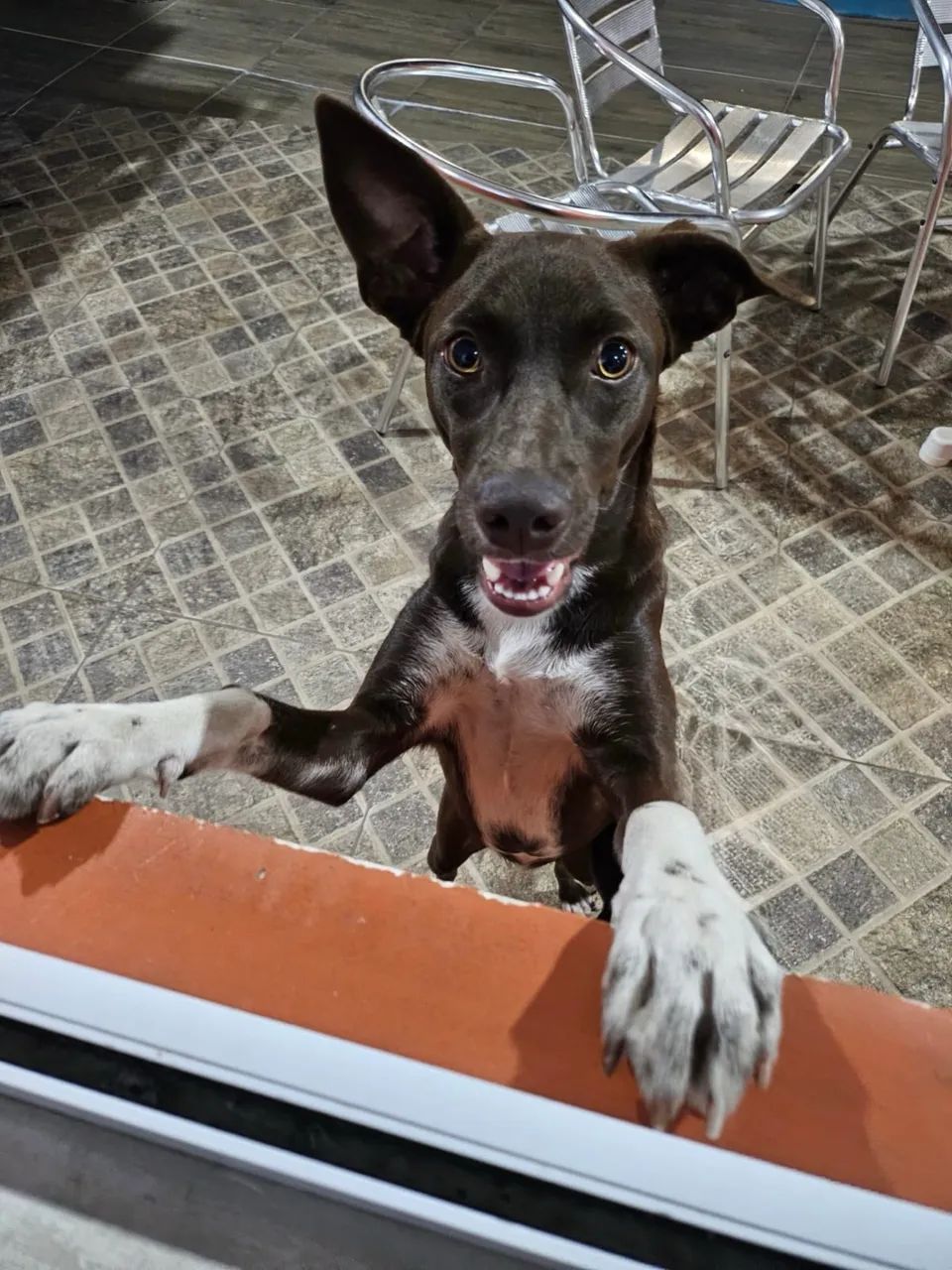 Adoção Responsável  - Foto 2