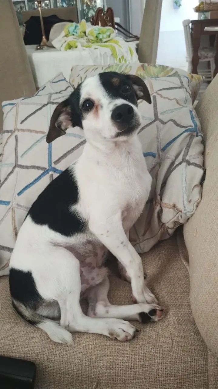 Doação cachorro castrados