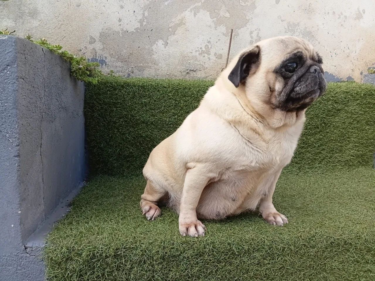 Criação de Pug macho e fêmea  - Foto 3