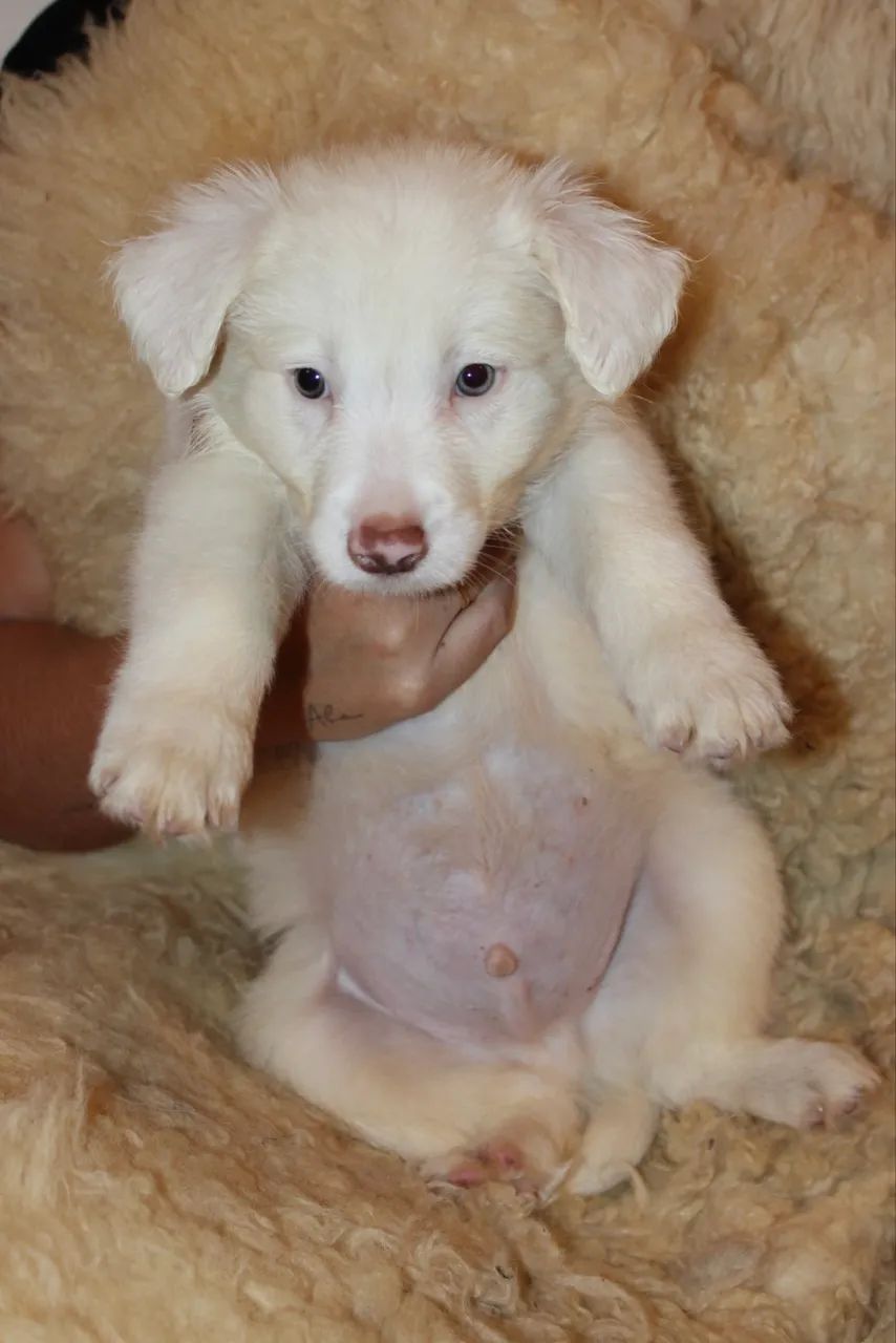 Filhotes Border Collie Macho 