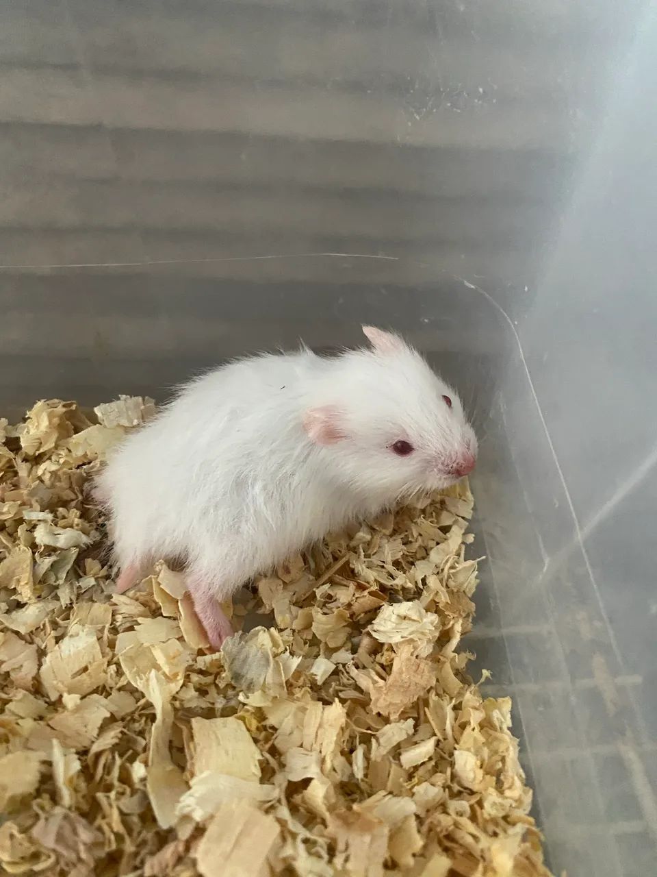 Filhote de hamster sírio fêmea 