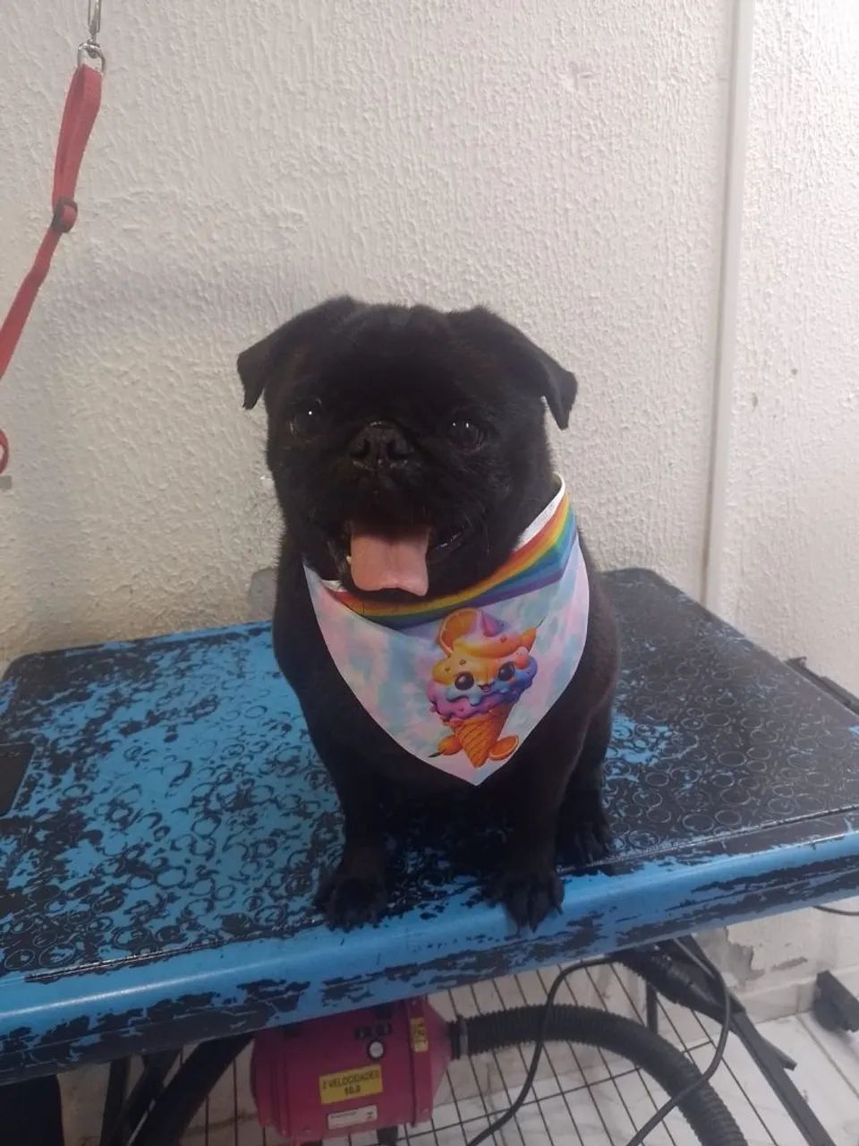 Filhote de Pug ,pronto para entrega  - Foto 5