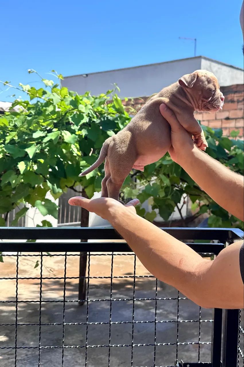 American bully micro  - Foto 5