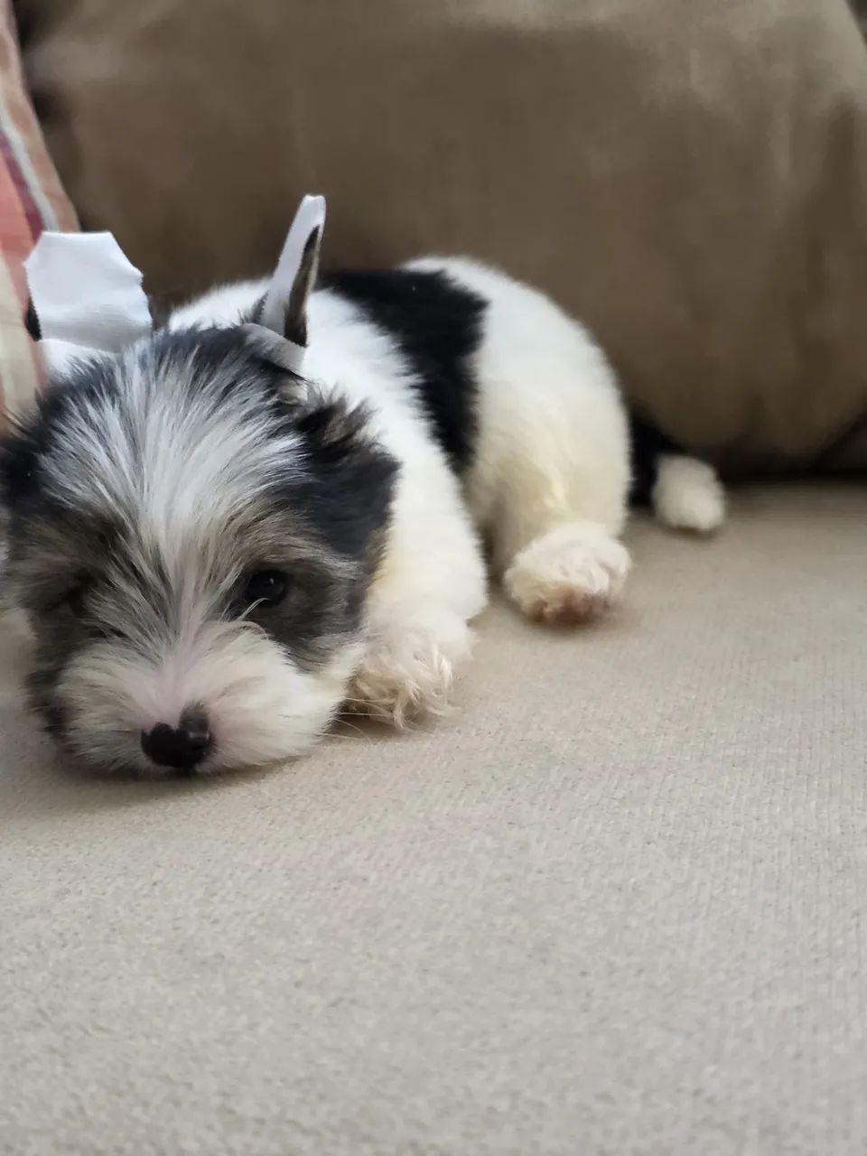 Filhote macho de BIEWER - Foto 3
