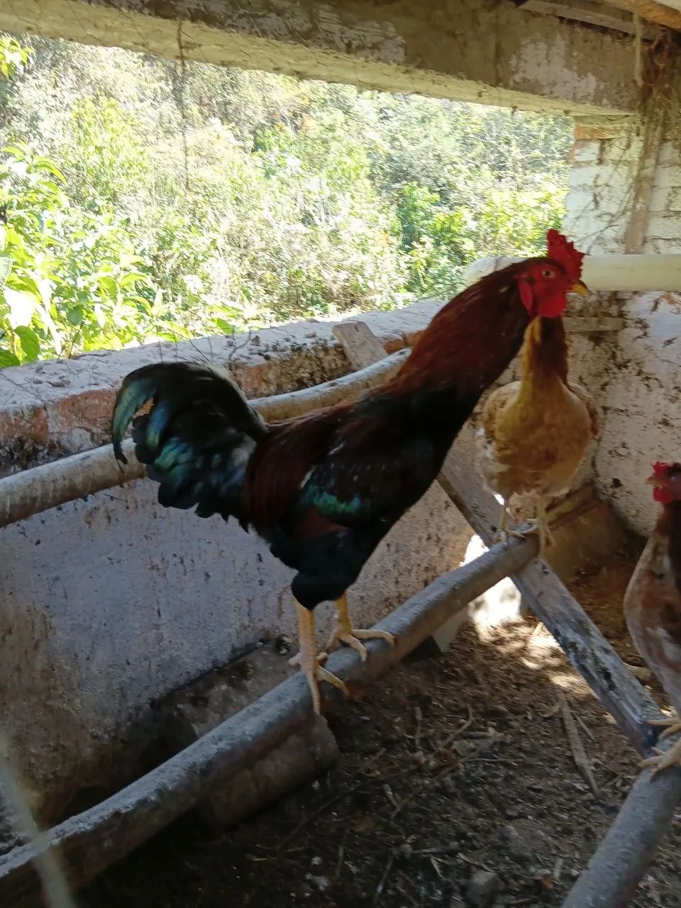 Frango caipira 