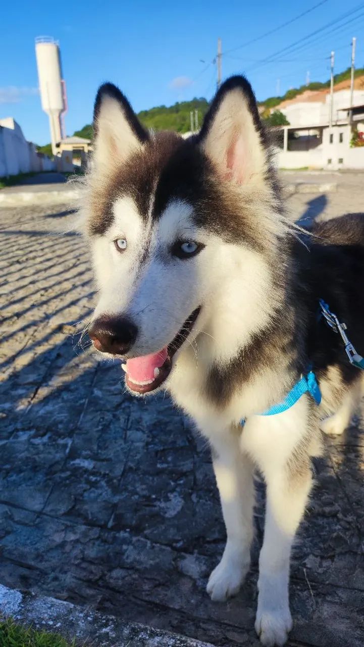 Cachorro HUSKY SIBERIANO  - Foto 2