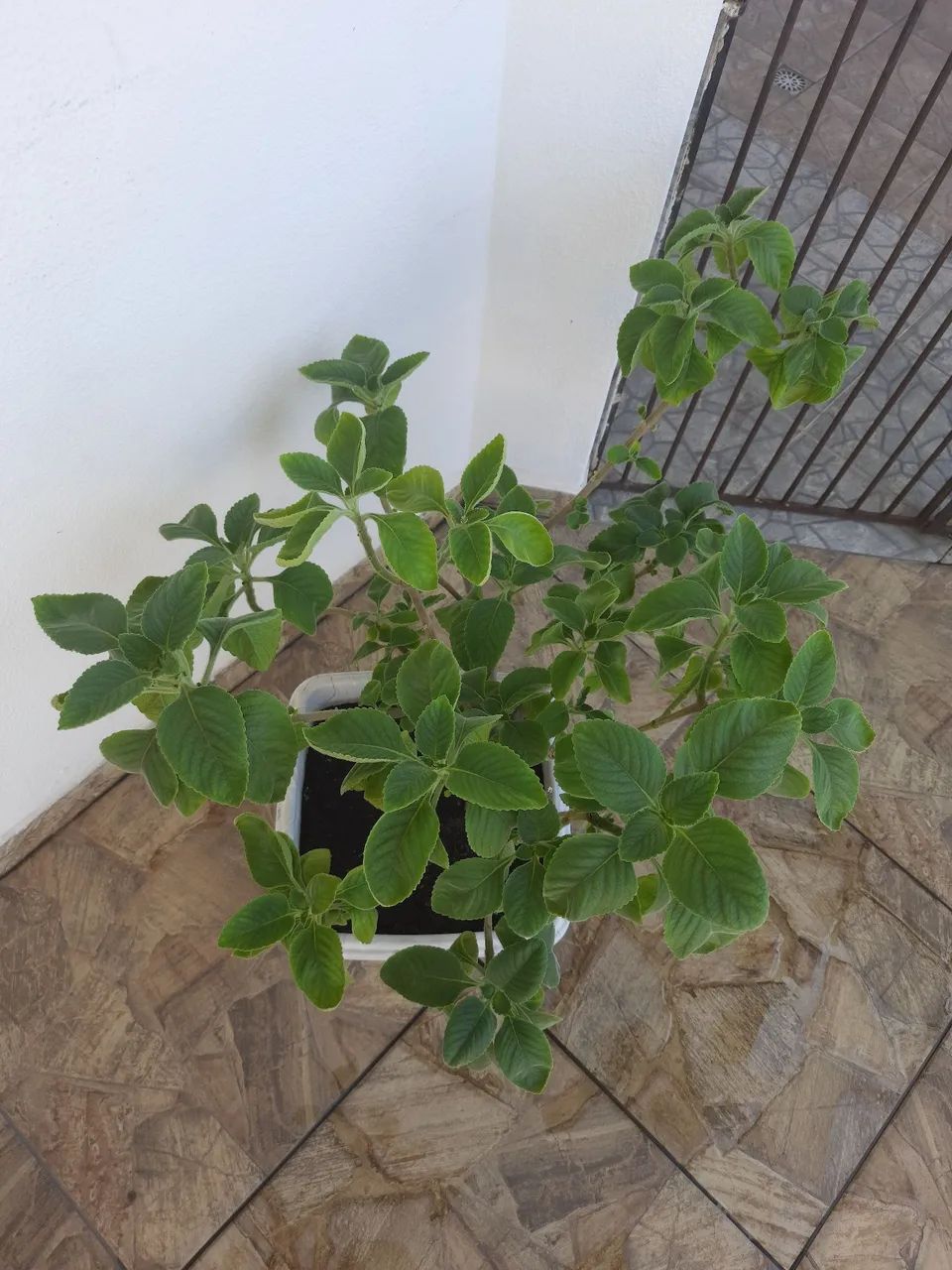 Vaso de Plantas - Foto 2