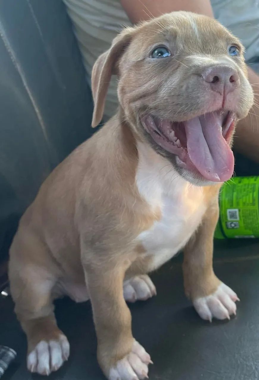 Filhote de Pitbull 