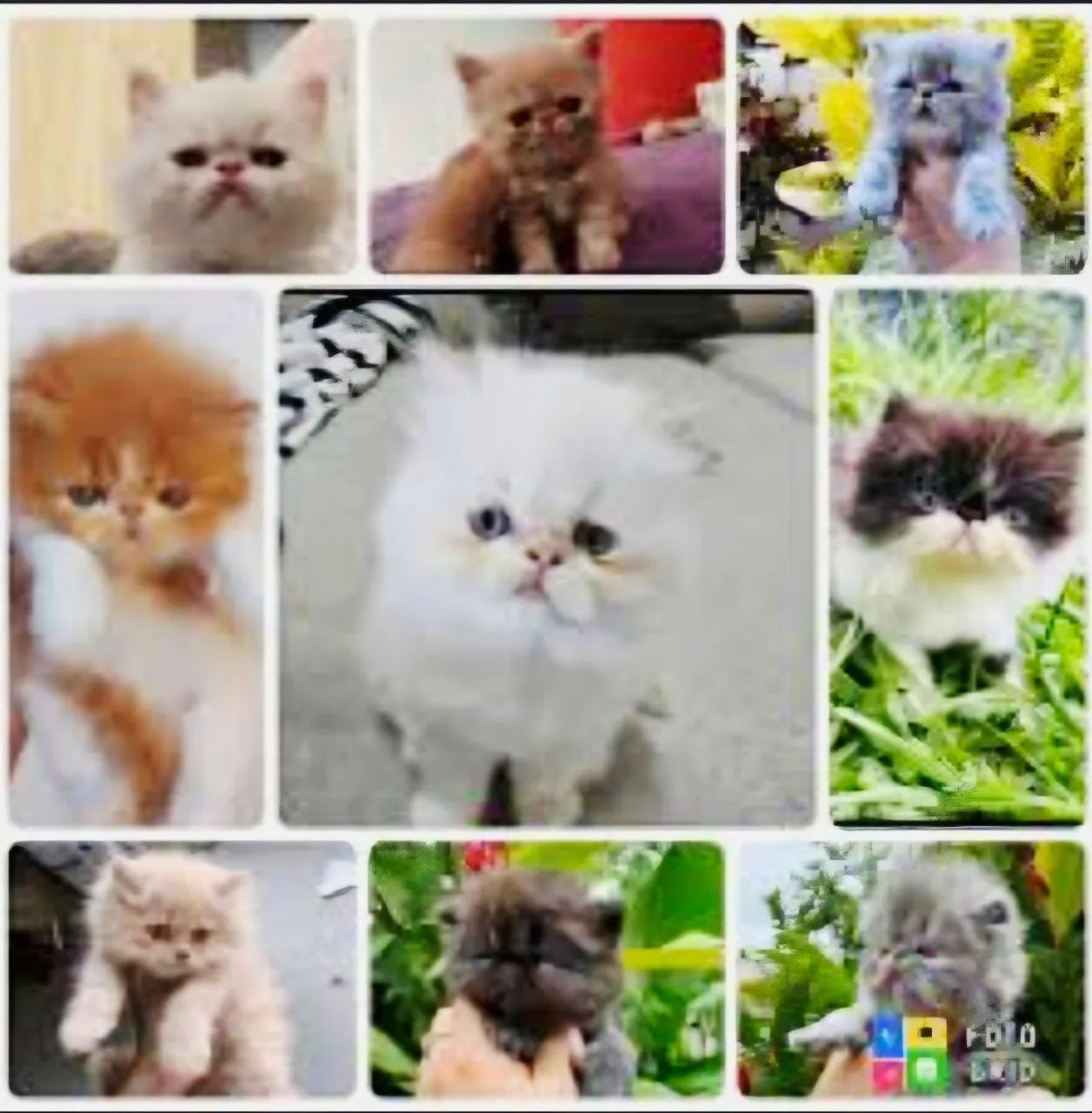 Gatos Persa Final Do Mês Nasce 3 Ninhada - Foto 2