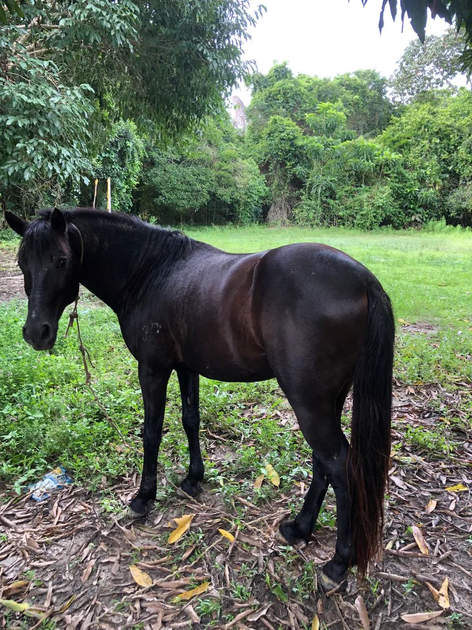 Cavalo  - Foto 3