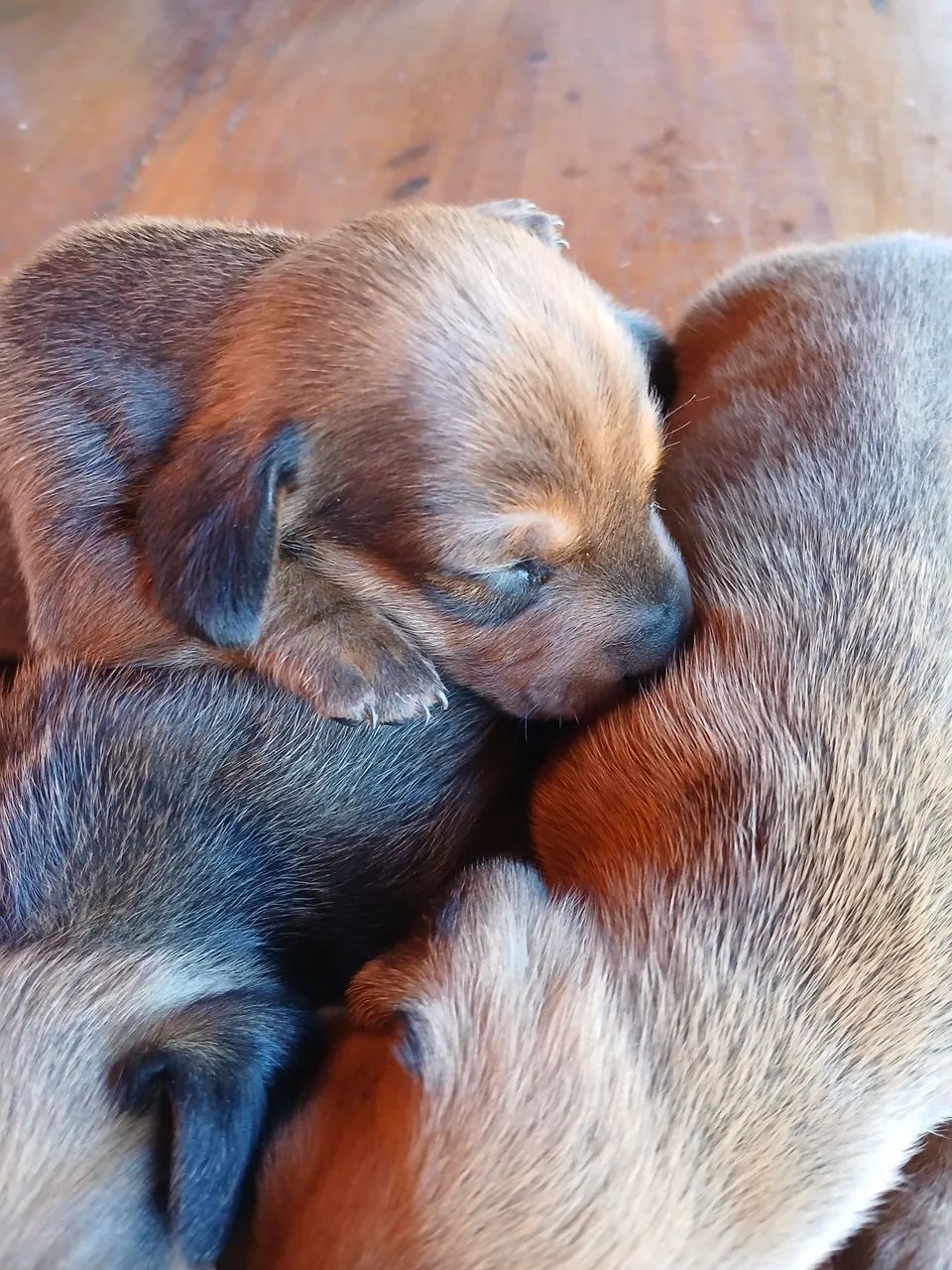 Vende se daschund  - Foto 3