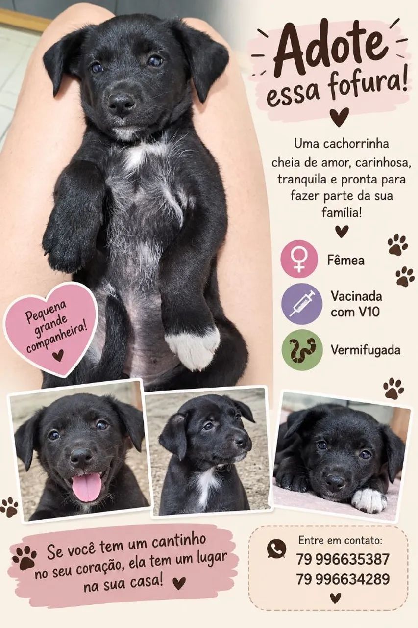 Adoção Responsável 