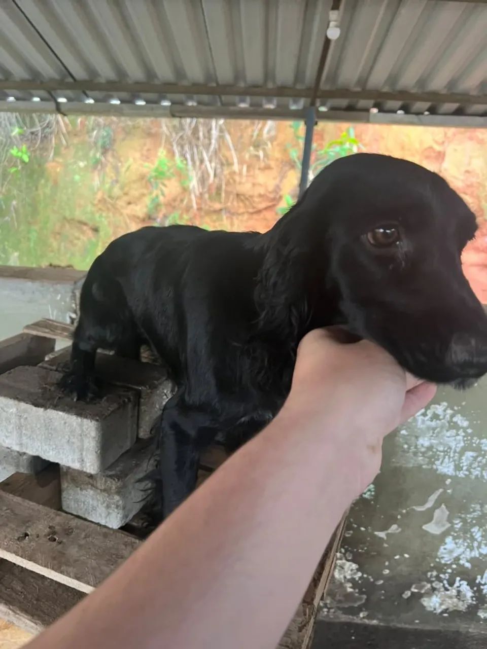 Pet - Foto 5