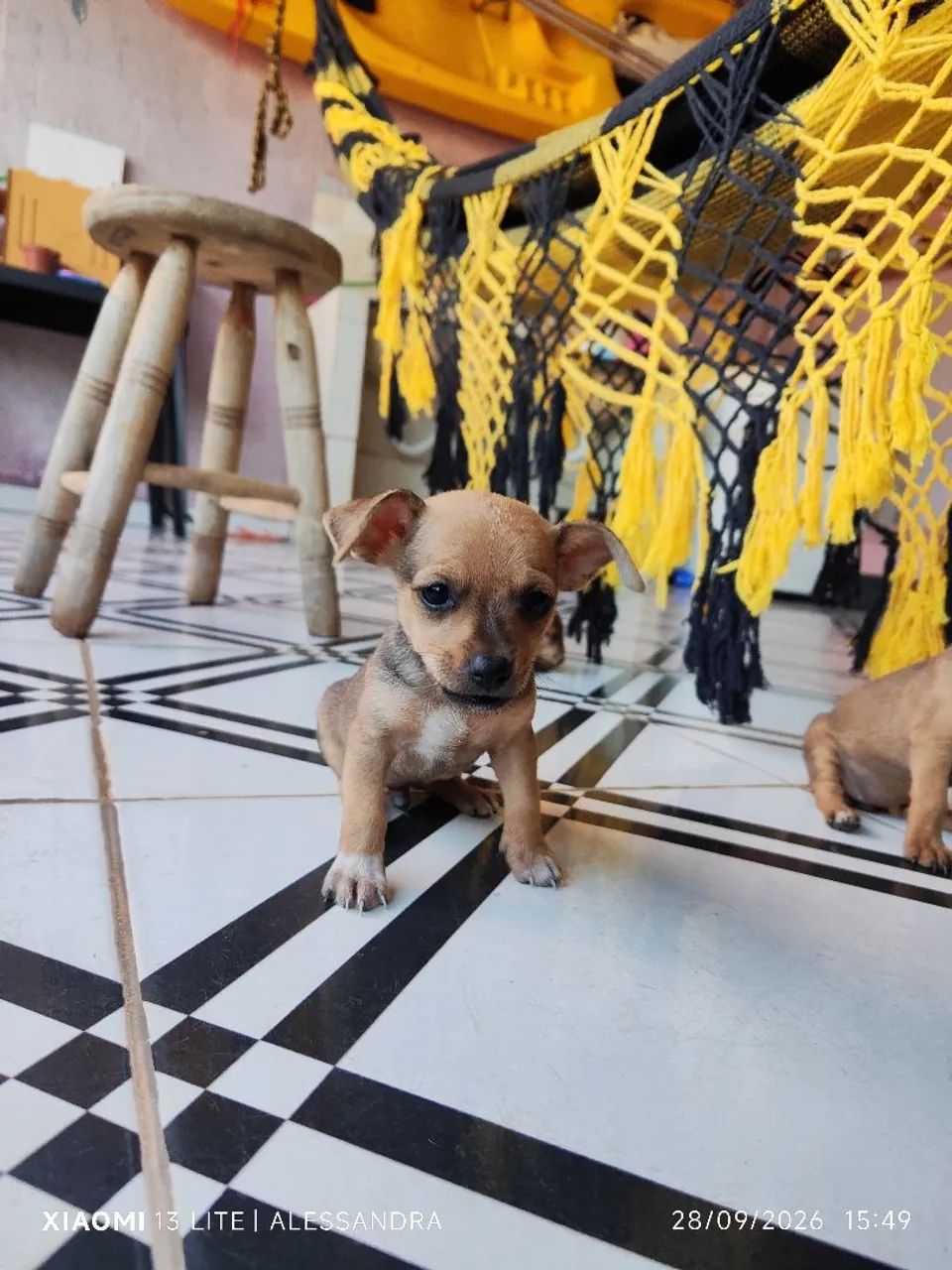 Pinscher  - Foto 4