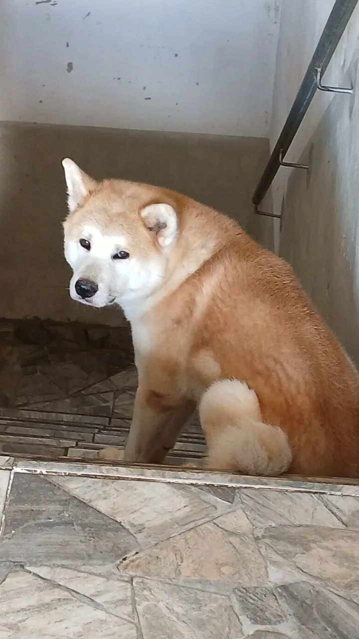 Akita - Foto 5