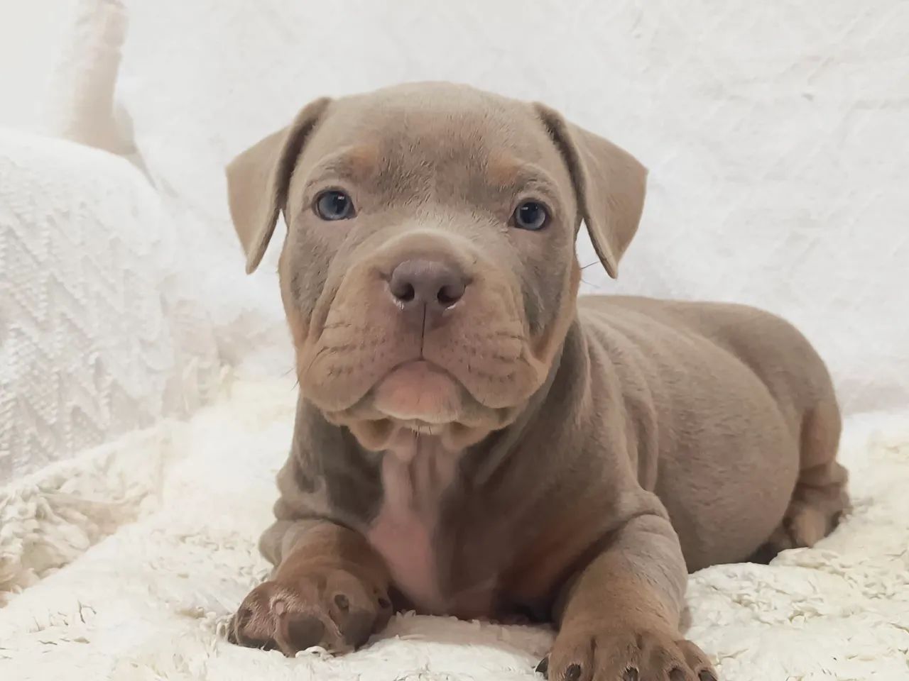 Américan Bully pockt (macho) cor sable 