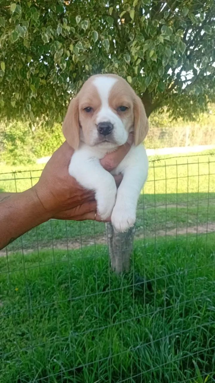 beagle rescem nascido