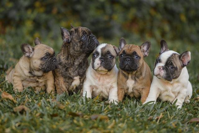 Bulldog francês
