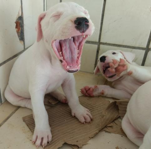 Dogo Argentino - Foto 5