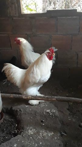 2 galos brama