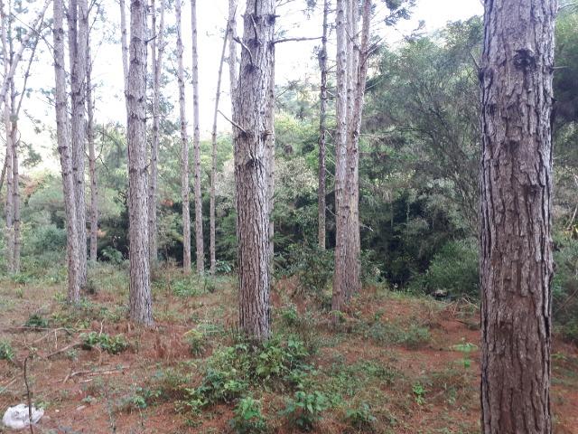 Floresta de Pinus Elliotti para Resina (arrendamento) ou venda das árvores - Foto 3