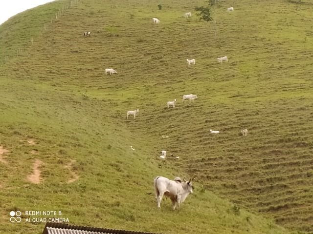 Vendo Fazenda com 27,5 Hectares em Rio Calçado - Guarapari - Foto 7